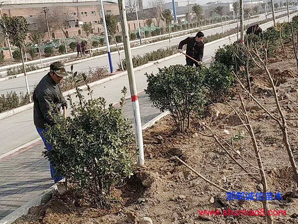 植树进行中