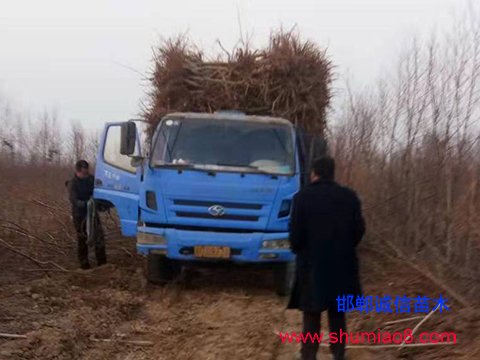 5公分桃树苗正在装车