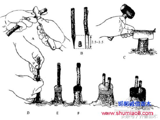 桃树根接—桃树接苗快速直接定植技术，果农朋友你不想试一下吗？