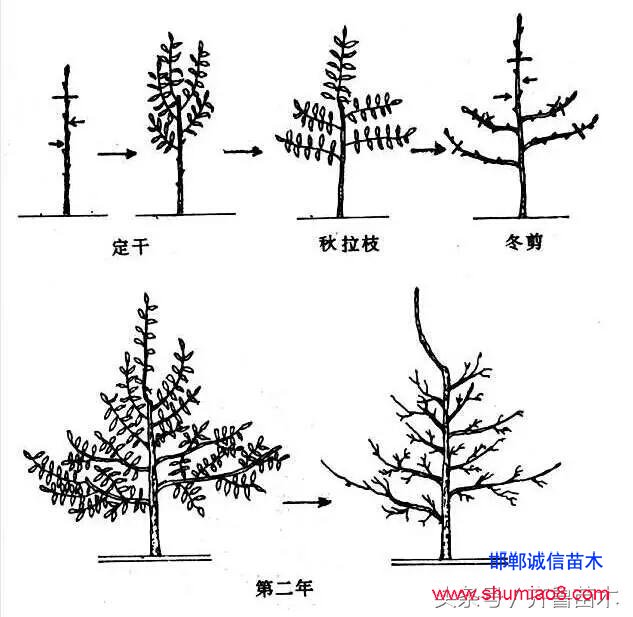 桃树根接—桃树接苗快速直接定植技术，果农朋友你不想试一下吗？