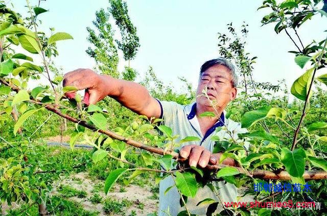 苹果疏果