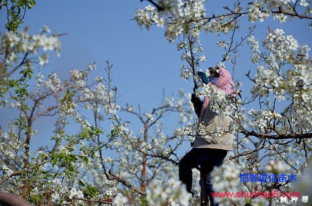 梨树如何进行疏花疏果？