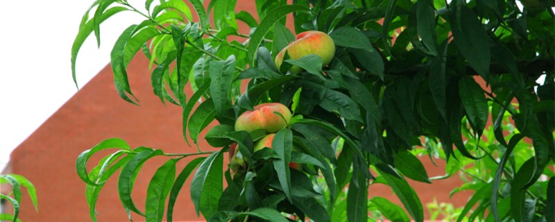 桃树苗种植技术
